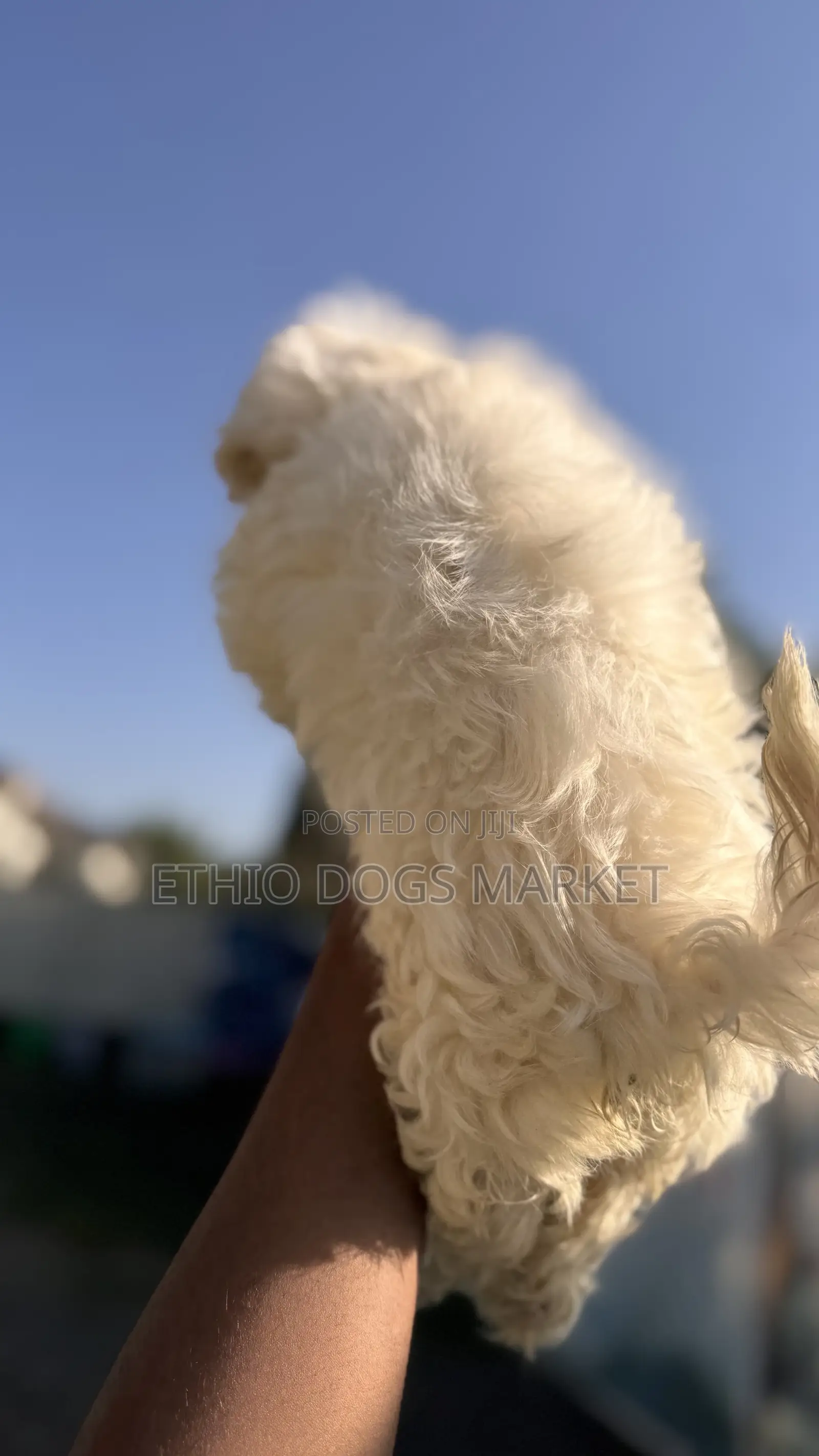 0-1 month Male Purebred Maltese
