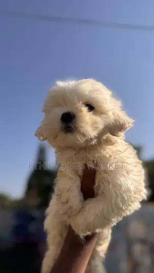 0-1 month Male Purebred Maltese