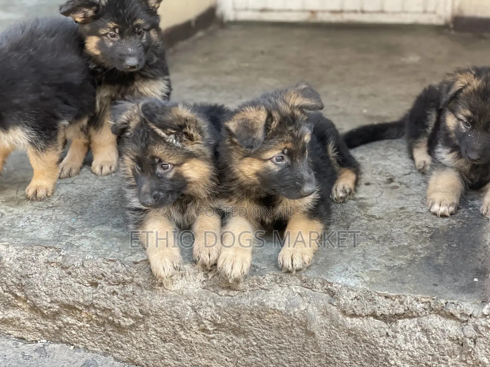 1-3 months Male Purebred German Shepherd