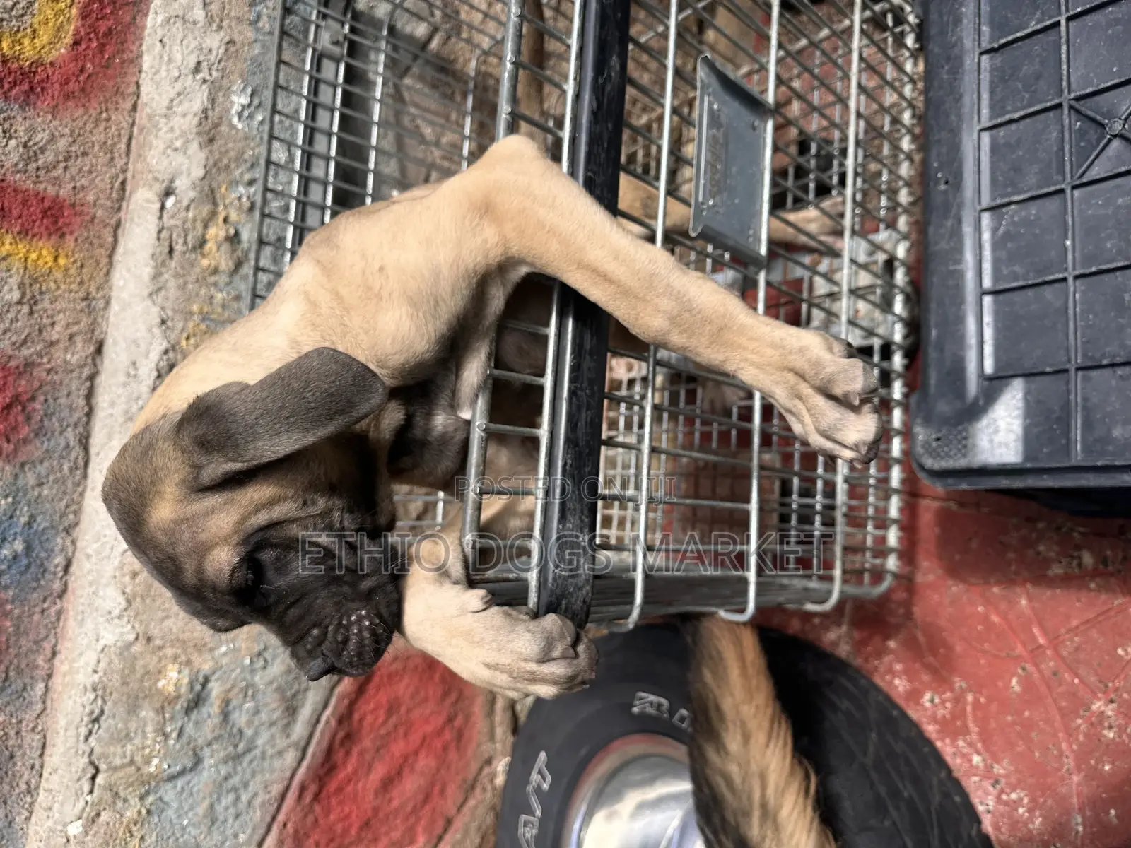 1-3 months Male Purebred Bullmastiff