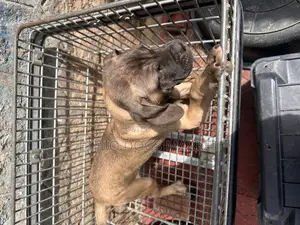 1-3 months Male Purebred Bullmastiff