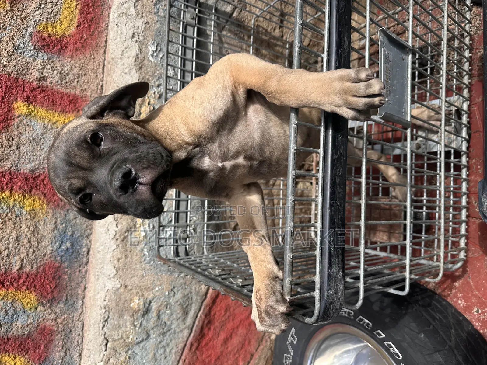 1-3 months Male Purebred Bullmastiff