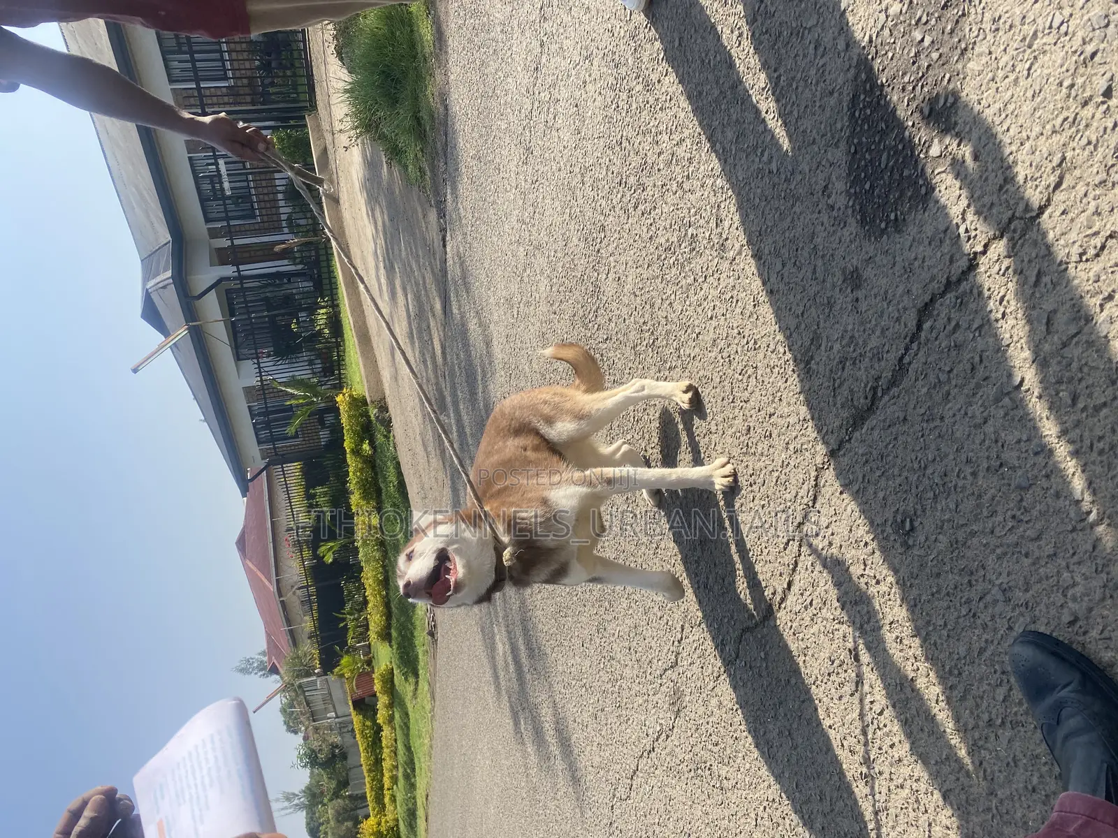 3-6 months Female Purebred Siberian Husky