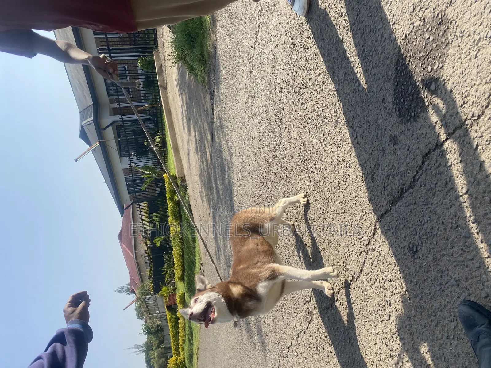 3-6 months Female Purebred Siberian Husky