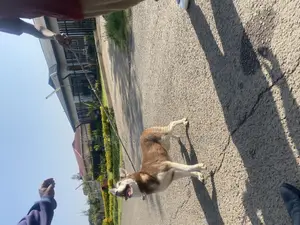 3-6 months Female Purebred Siberian Husky