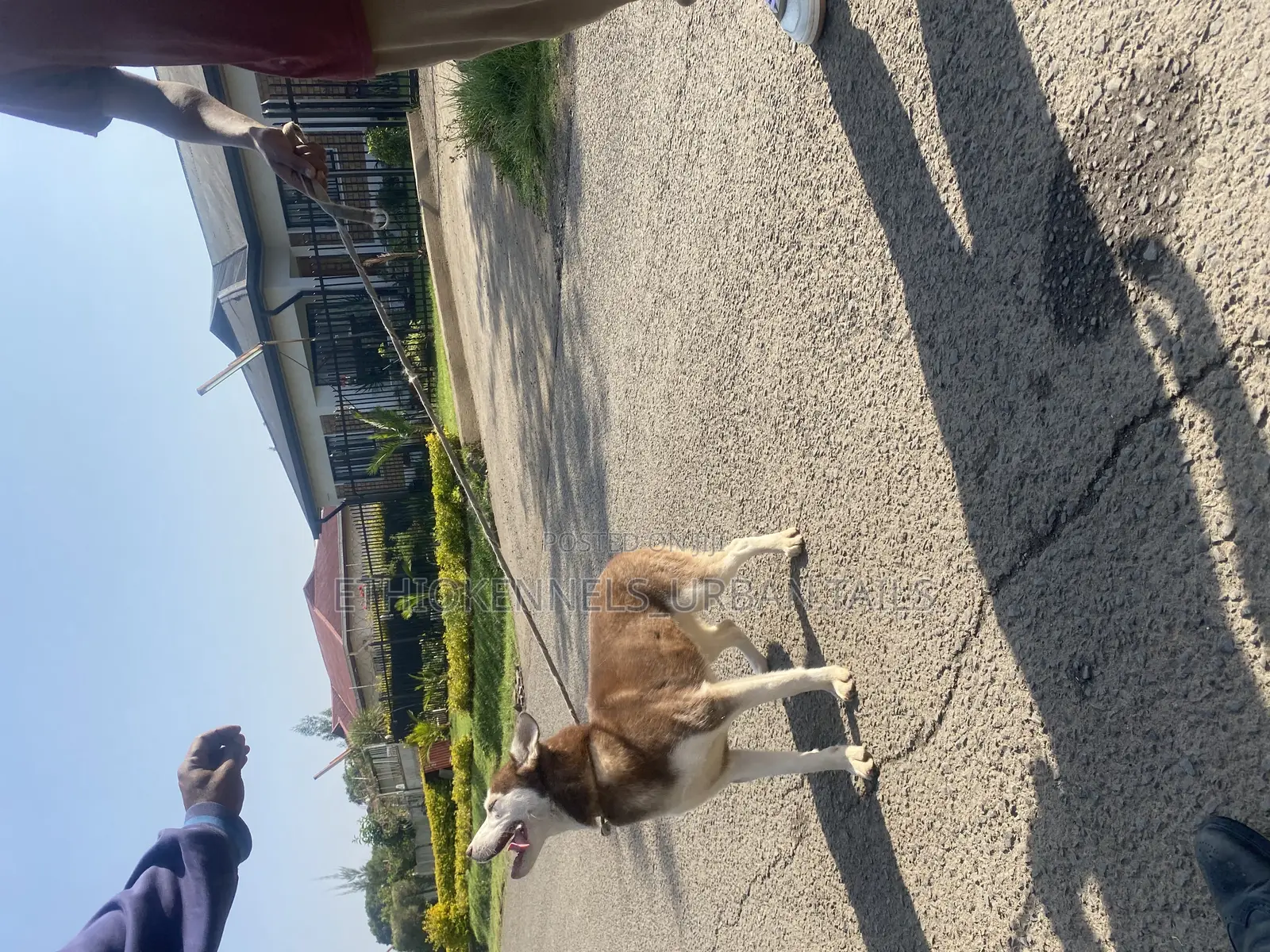 3-6 months Female Purebred Siberian Husky