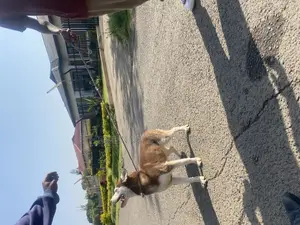 3-6 months Female Purebred Siberian Husky