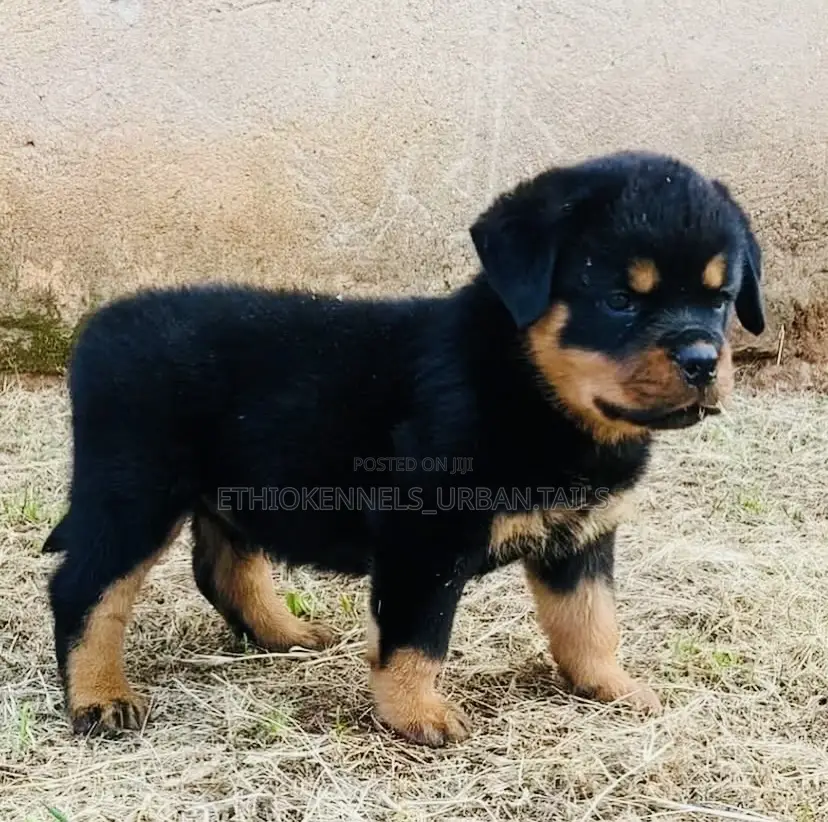 1-3 months Male Purebred Rottweiler