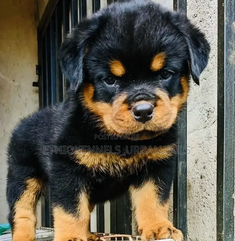 1-3 months Male Purebred Rottweiler