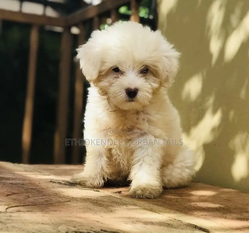 1-3 months Male Purebred Maltese