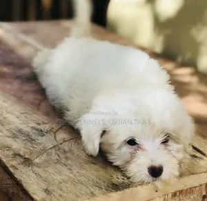 1-3 months Male Purebred Maltese