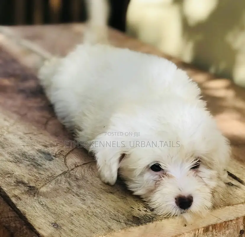 1-3 months Male Purebred Maltese