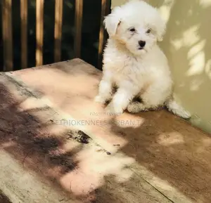 1-3 months Male Purebred Maltese