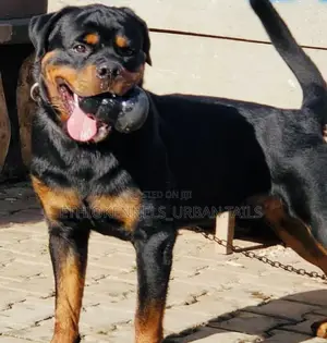 Photo - 3-6 months Male Purebred Rottweiler