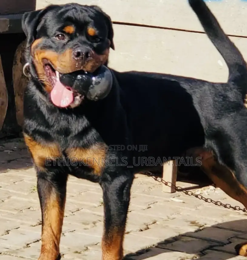 3-6 months Male Purebred Rottweiler