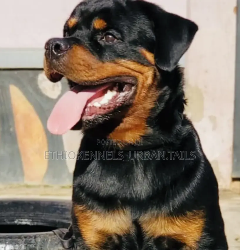 3-6 months Male Purebred Rottweiler