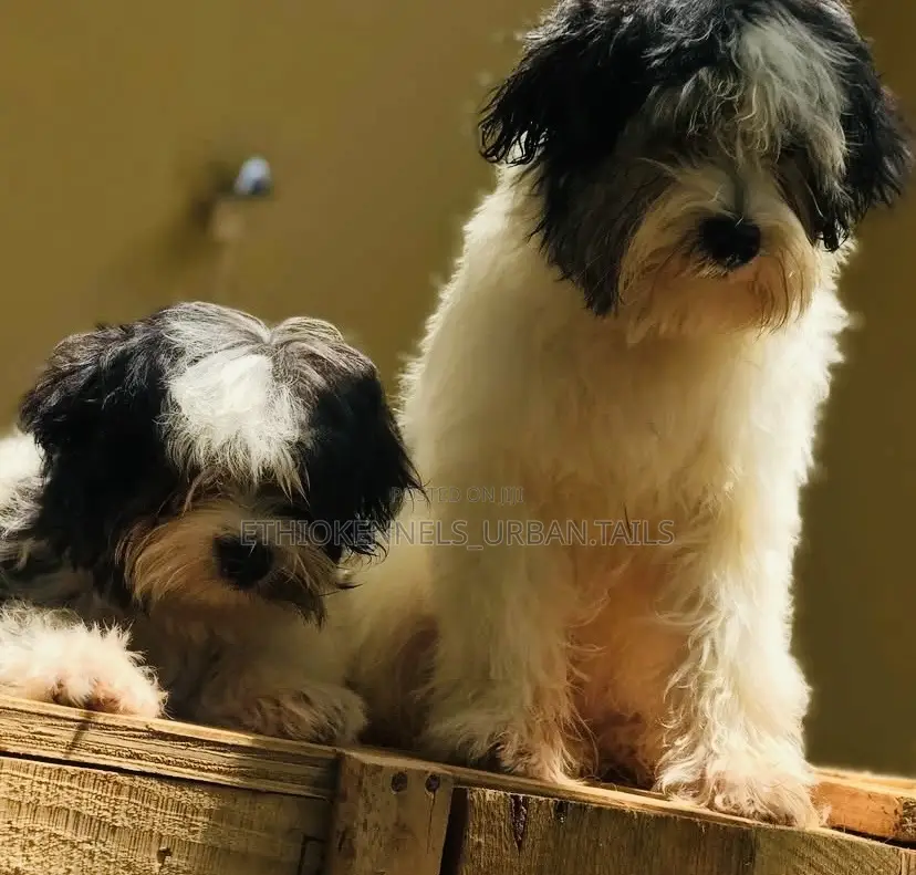 1-3 months Male Mixed Breed Maltese