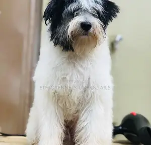1-3 months Male Mixed Breed Maltese