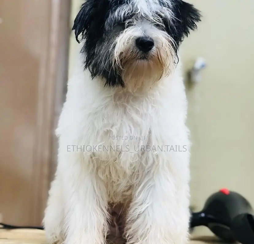 1-3 months Male Mixed Breed Maltese
