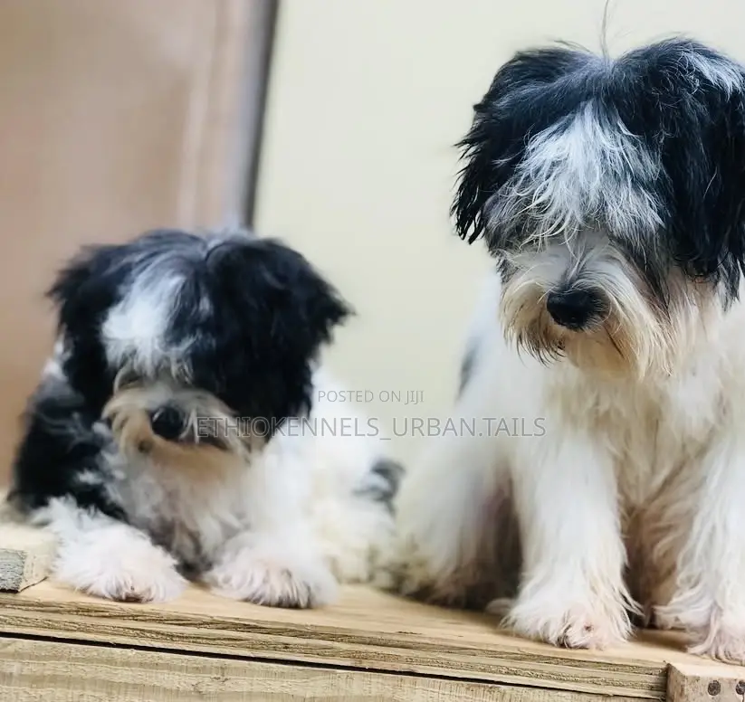 1-3 months Male Mixed Breed Maltese