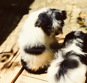 1-3 months Male Mixed Breed Maltese