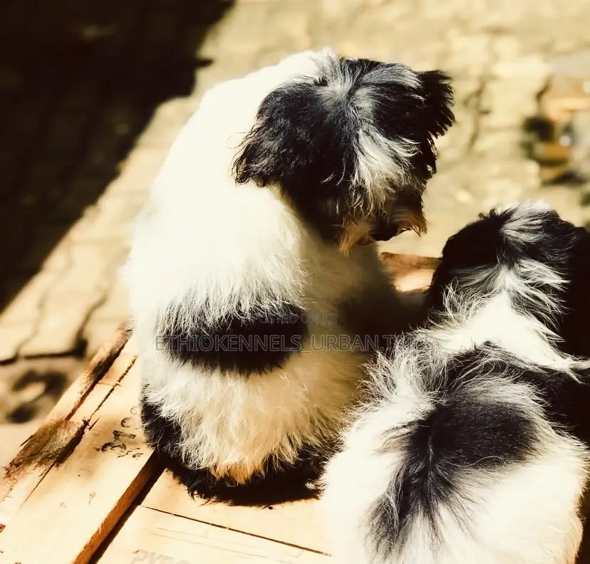 1-3 months Male Mixed Breed Maltese