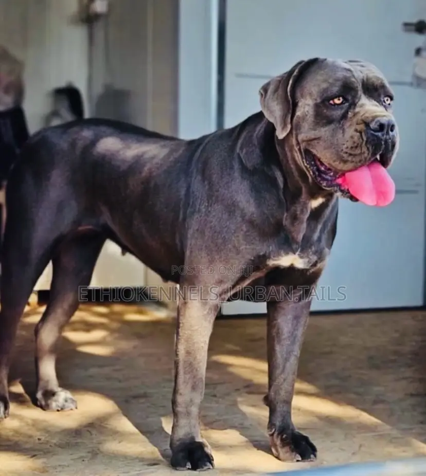 1-3 months Male Purebred Cane Corso