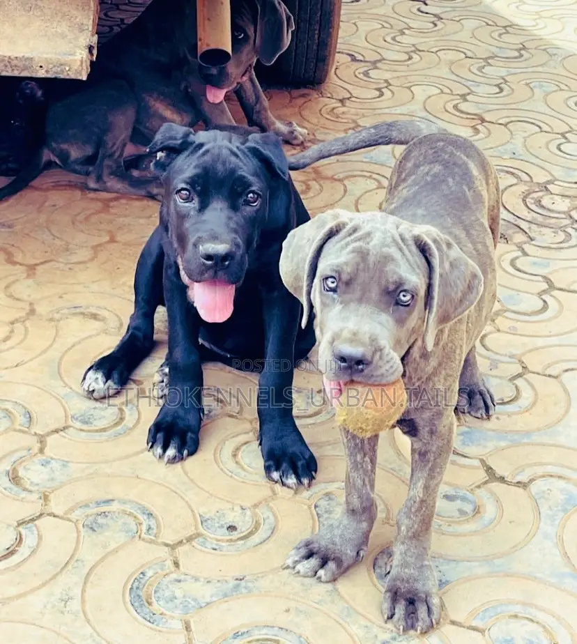 1-3 months Male Purebred Cane Corso
