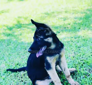 1-3 months Male Purebred German Shepherd