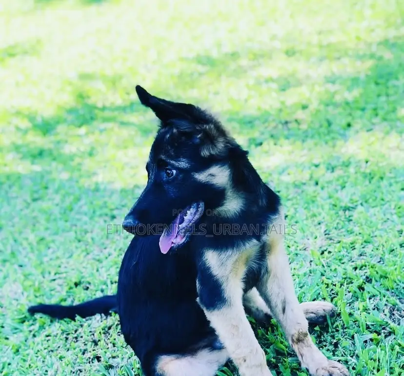 1-3 months Male Purebred German Shepherd