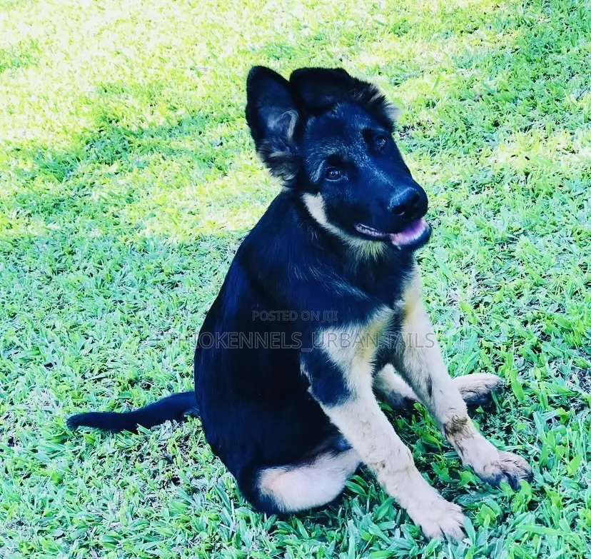 1-3 months Male Purebred German Shepherd