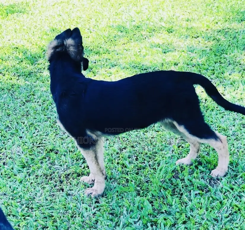 1-3 months Male Purebred German Shepherd