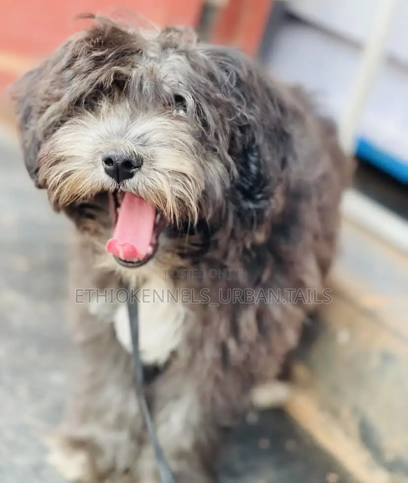 3-6 months Male Mixed Breed Maltese