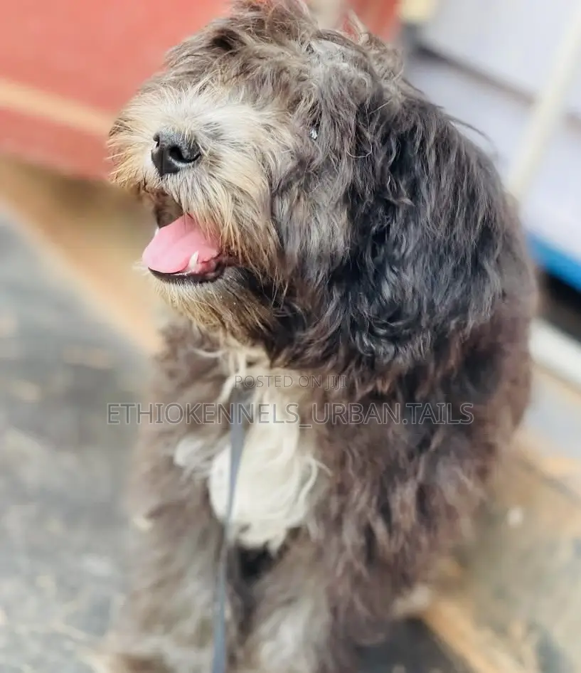 3-6 months Male Mixed Breed Maltese
