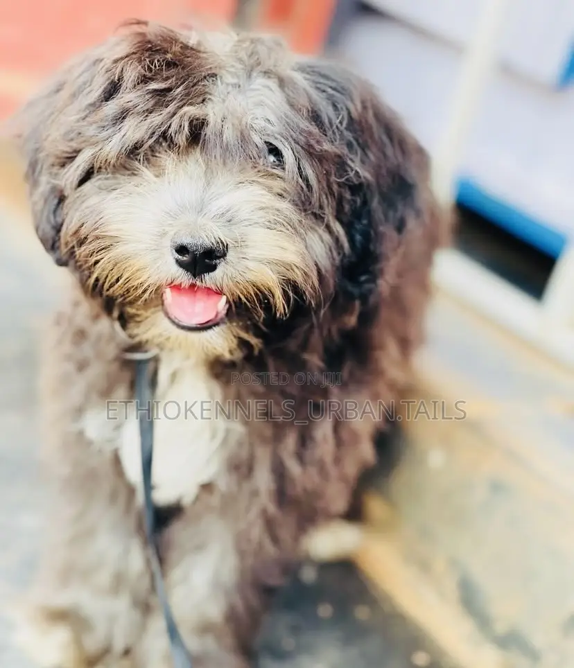 3-6 months Male Mixed Breed Maltese