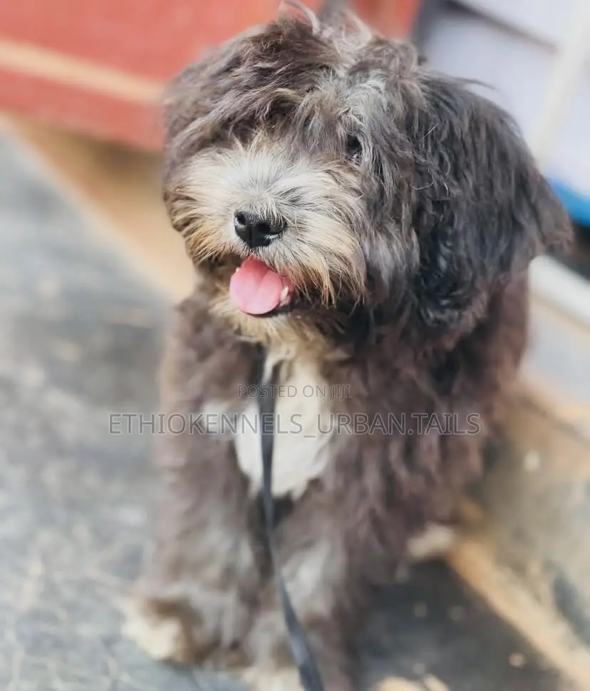3-6 months Male Mixed Breed Maltese