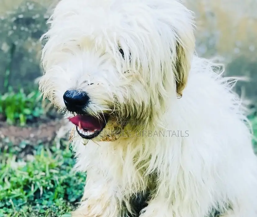 3-6 months Male Purebred Maltese