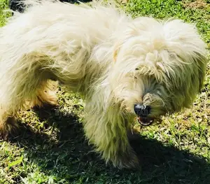 3-6 months Male Purebred Maltese
