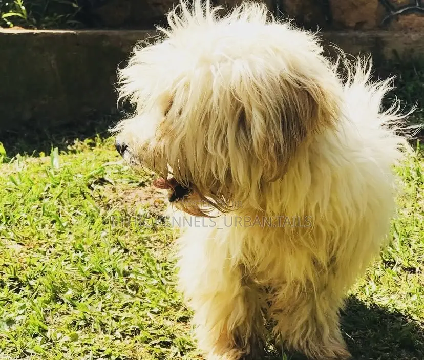 3-6 months Male Purebred Maltese
