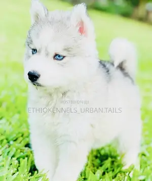 Photo - 1-3 months Male Purebred Siberian Husky