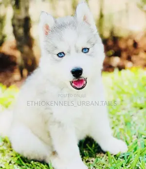 1-3 months Male Purebred Siberian Husky