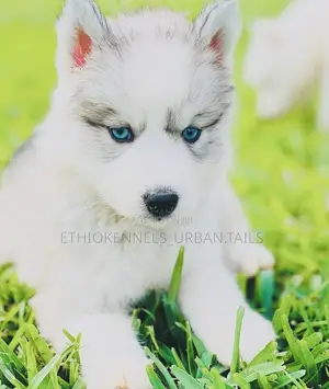 1-3 months Male Purebred Siberian Husky