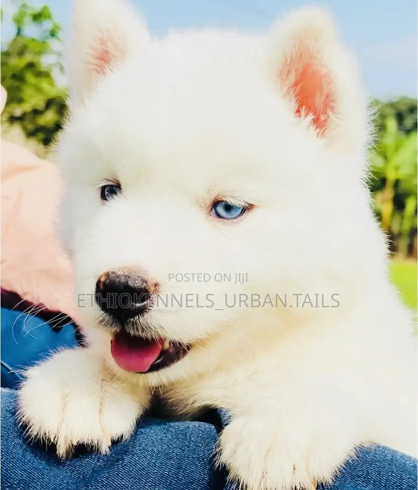 1-3 months Male Purebred Siberian Husky