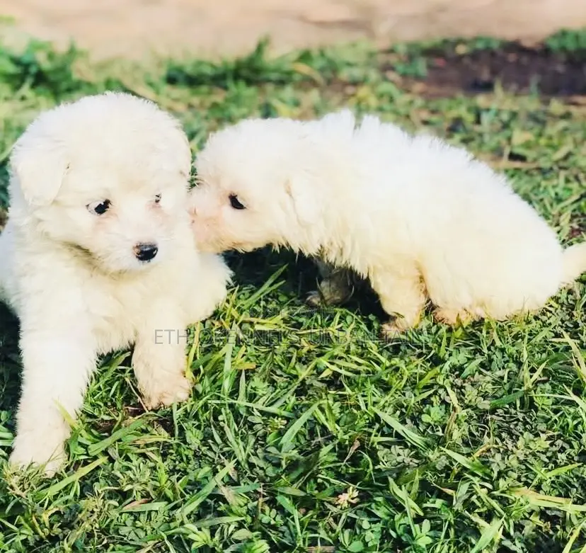 1-3 months Male Purebred Maltese