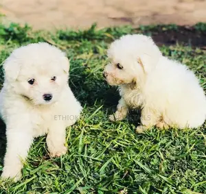 1-3 months Male Purebred Maltese