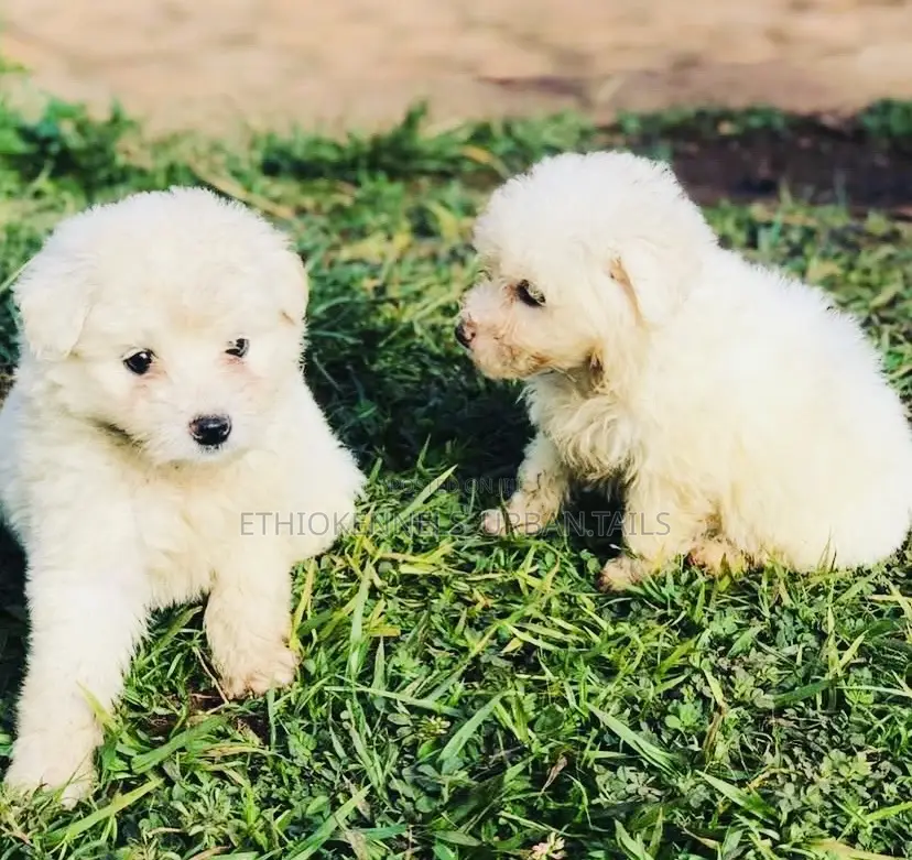 1-3 months Male Purebred Maltese