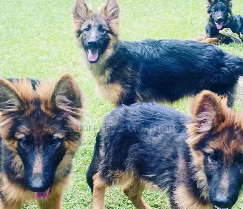 3-6 months Male Purebred German Shepherd