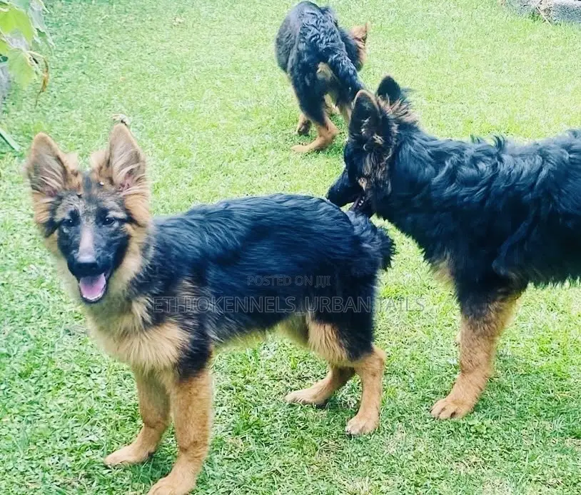 3-6 months Male Purebred German Shepherd