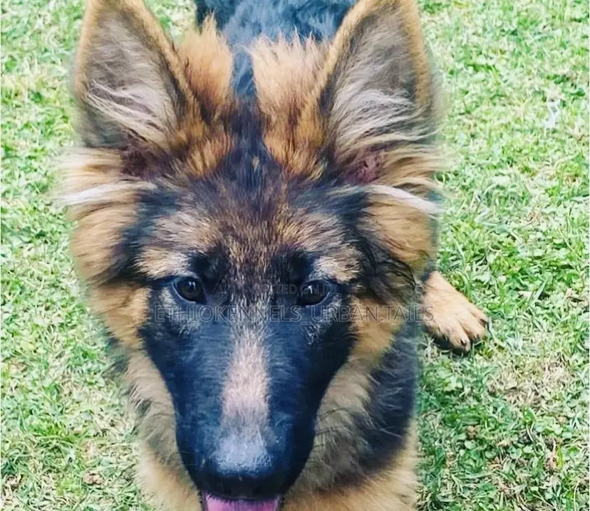 3-6 months Male Purebred German Shepherd