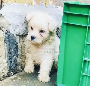 Photo - 1-3 months Male Purebred Maltese